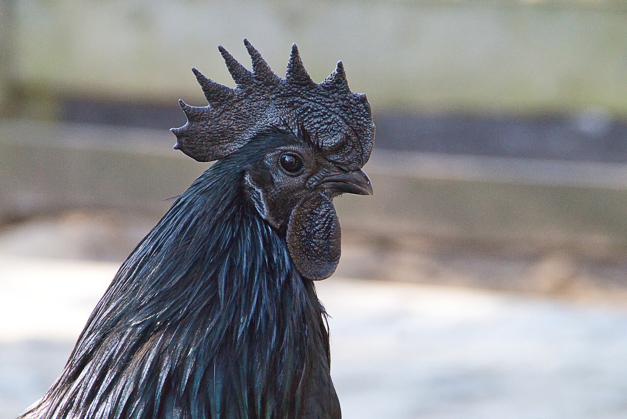 Ayam Cemani: all about the all-black chicken 